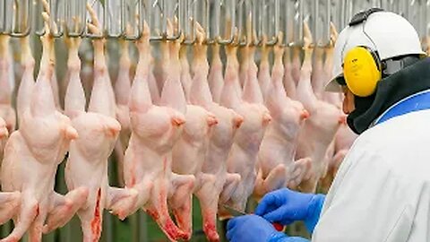 How Chicken Ends Up on Your Plate