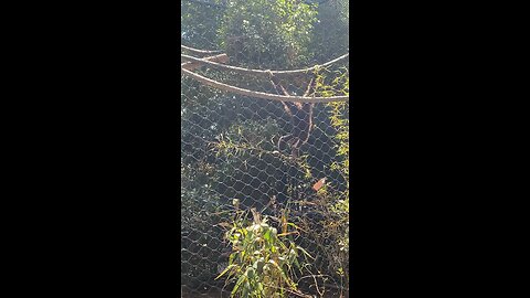 White-Handed Gibbon Monkey 🐒 #monkey #primate #shorts #followme #trending #viral