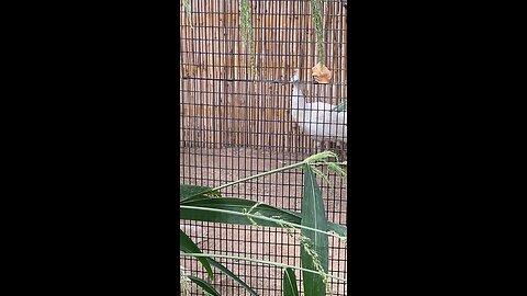 White peacocks 🦚 #peacocks #shorts #viral #followme #whitepeacocks #trending