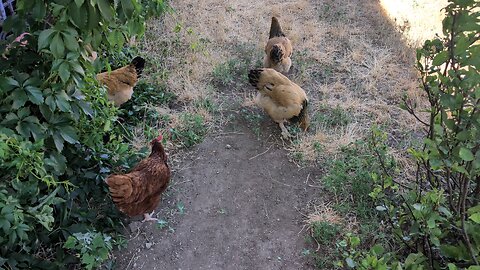 The chickens are free ranging today