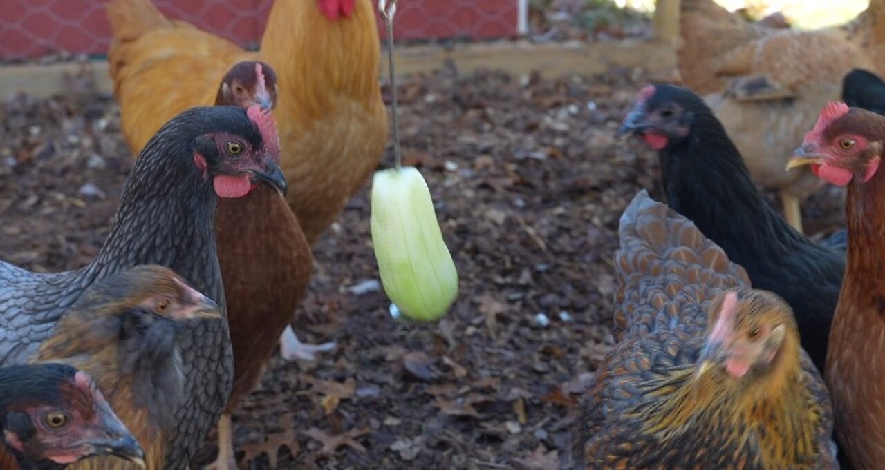 Chickens love cucumber, hate the peel.