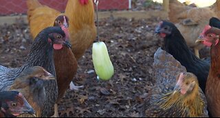 Chickens love cucumber, hate the peel.