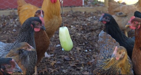 Chickens love cucumber, hate the peel.
