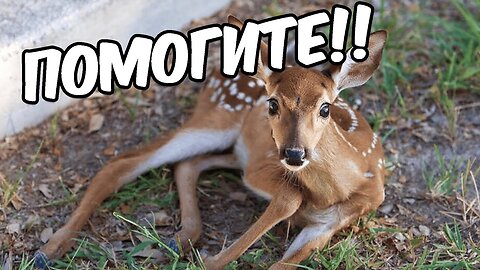 Saving 12 animal stories that will surprise you