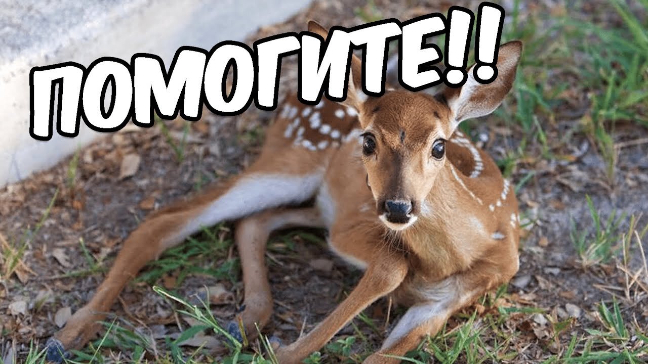 Saving 12 animal stories that will surprise you