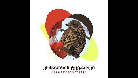 ტვ-პირველი. აქცია: დაიცავი კრწანისის ტყე-პარკი არაბული მშენებლობებისგან. 06. 12. 2025