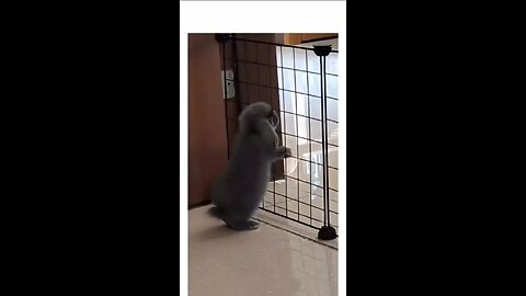 Rahul Singh short video virel please like follow 😃 dosto