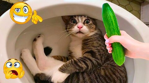 Funny Animals' Town - Funniest Cats and Dogs 🐶🐱 ｜ Funny Animal Videos #8
