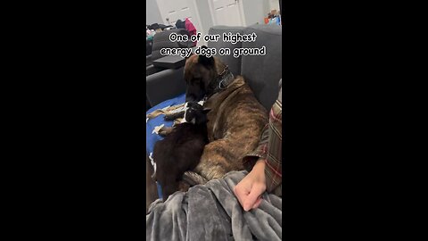 Freya and her cat