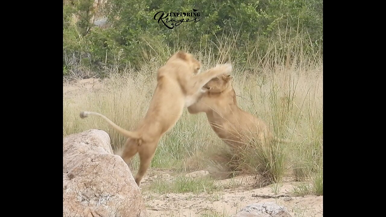 Great action of Lions on riverbed