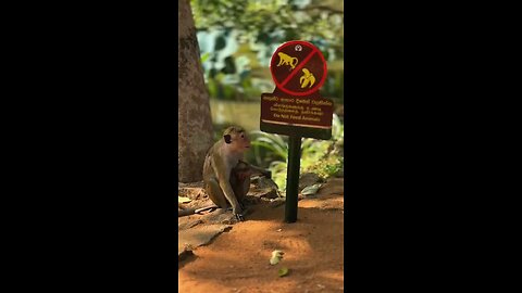 Welcome to Sri Lanka 🇱🇰