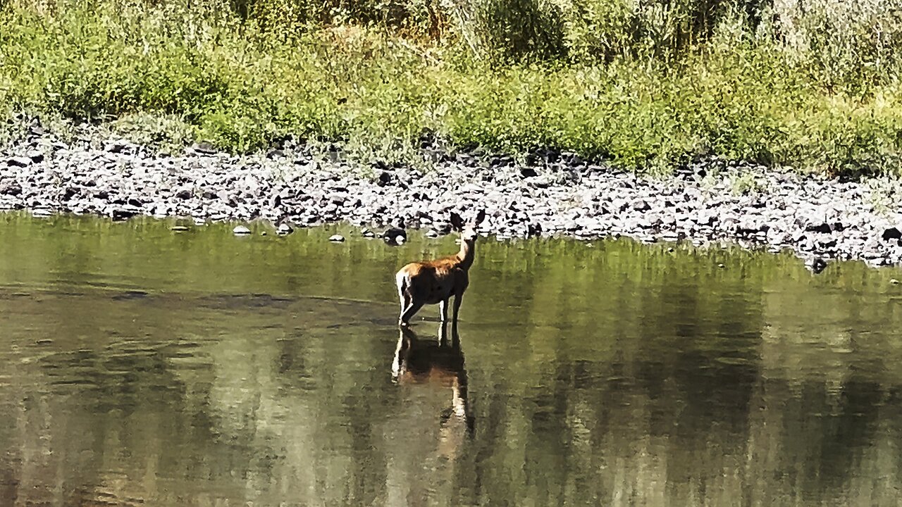 (4K UHD) HIKING HIGHLIGHTS - Deer @ John Day River! | Hunting & Fishing | Cottonwood Canyon | Oregon