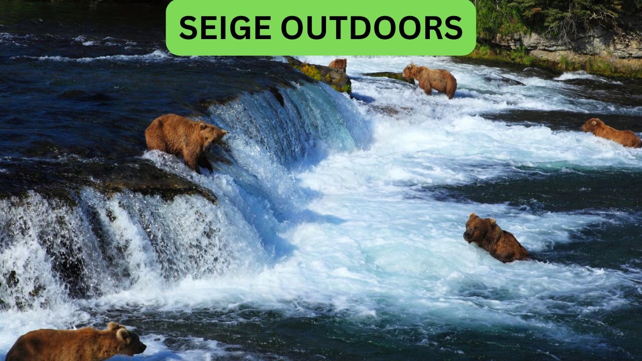 Katmai National Park Bear Feeding Live Stream!