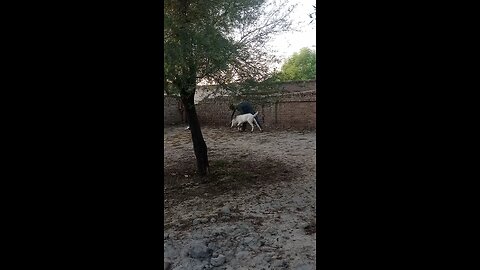my vedio