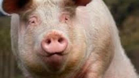 Huge pig caught on security cameras. It wants to say hello! Found footage!