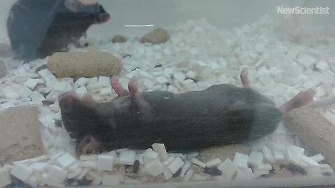 "Uncovered: Surprising First Aid Skills of Mice in Caring for Their Kin"