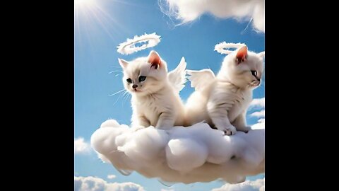 Cute Cat Gif