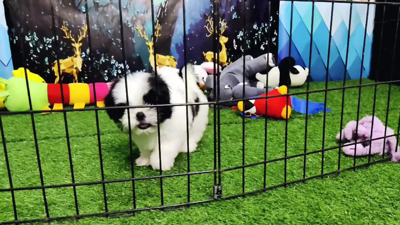 Black & White Shih tzu puppy| Shih tzu