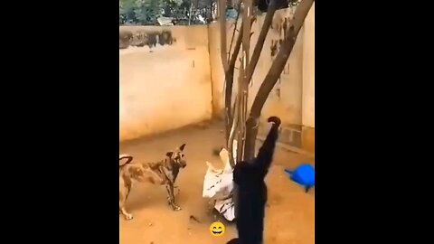 funny monkey and dog