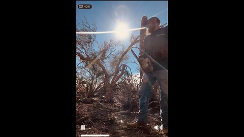 Cacti Guy: Dead Mesquite Removal