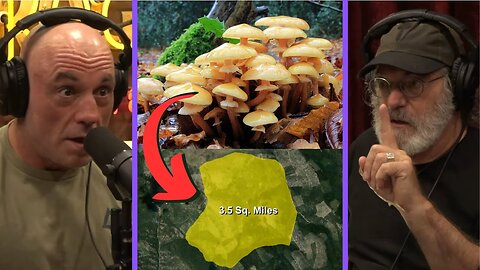 Joe Rogan & Paul Stamets: The Largest Organism On Earth Isn't What You Think It Is
