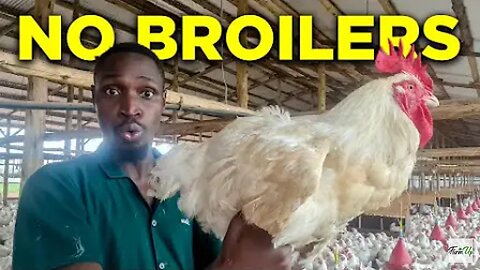 This is WHY I Do Not Keep Broilers