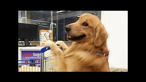 Funny Dogs And Cats Videos 2024 😅- Best Funnies Animal Videos Part26