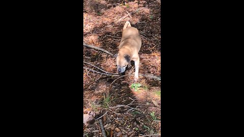 Mack hiding in the woods
