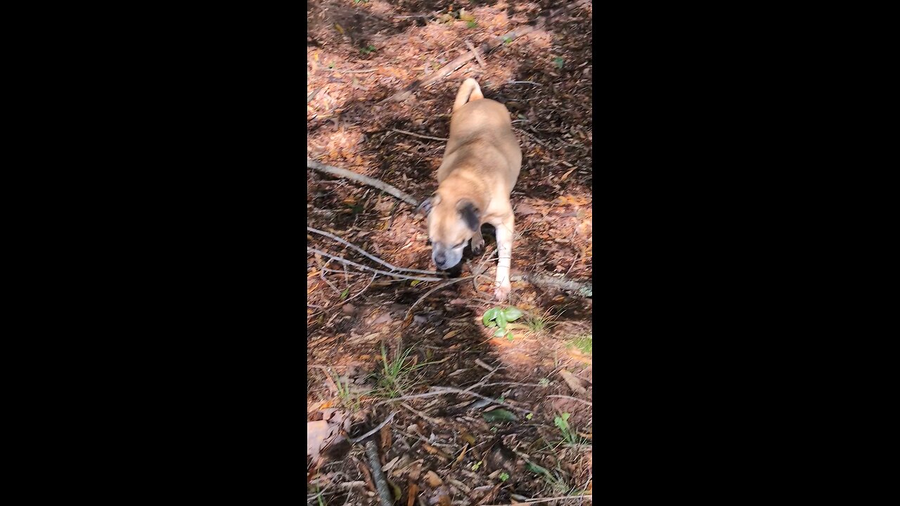 Mack hiding in the woods