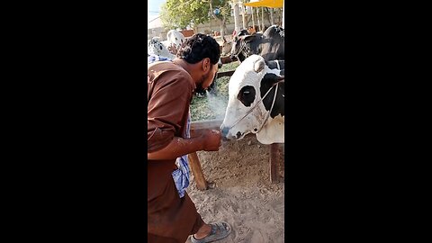 When I Saw Cigrette Lover Bachda