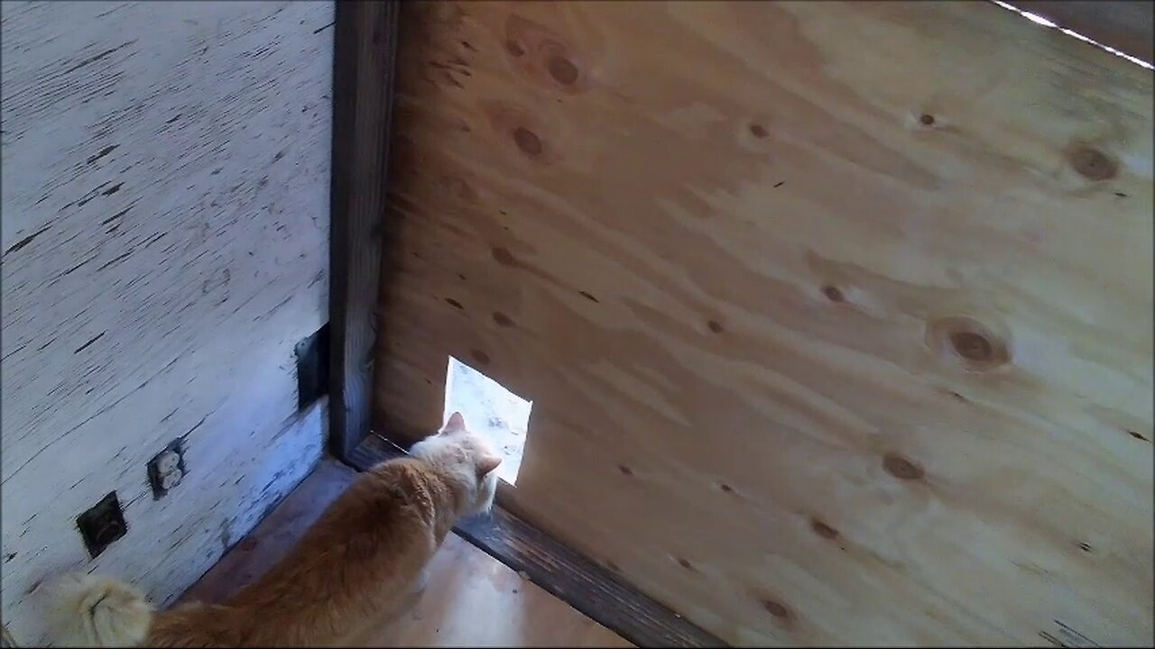 Cat door