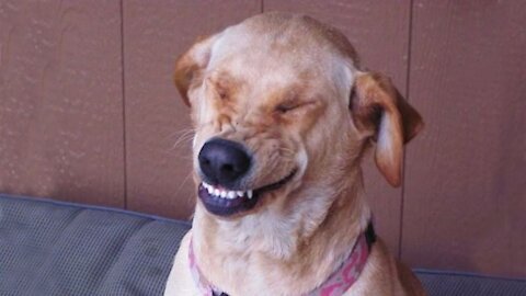 You will laugh at all the DOGS Funny DOG Videos