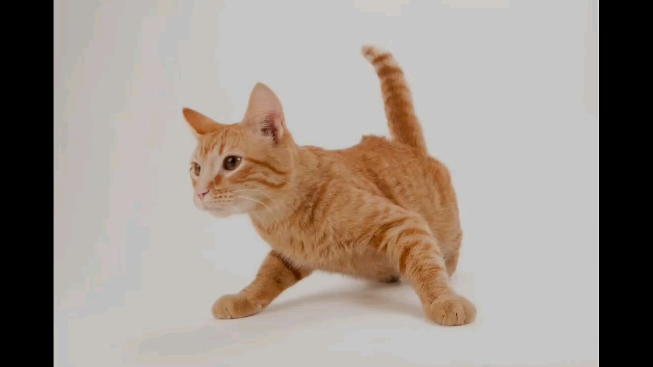 orange cat