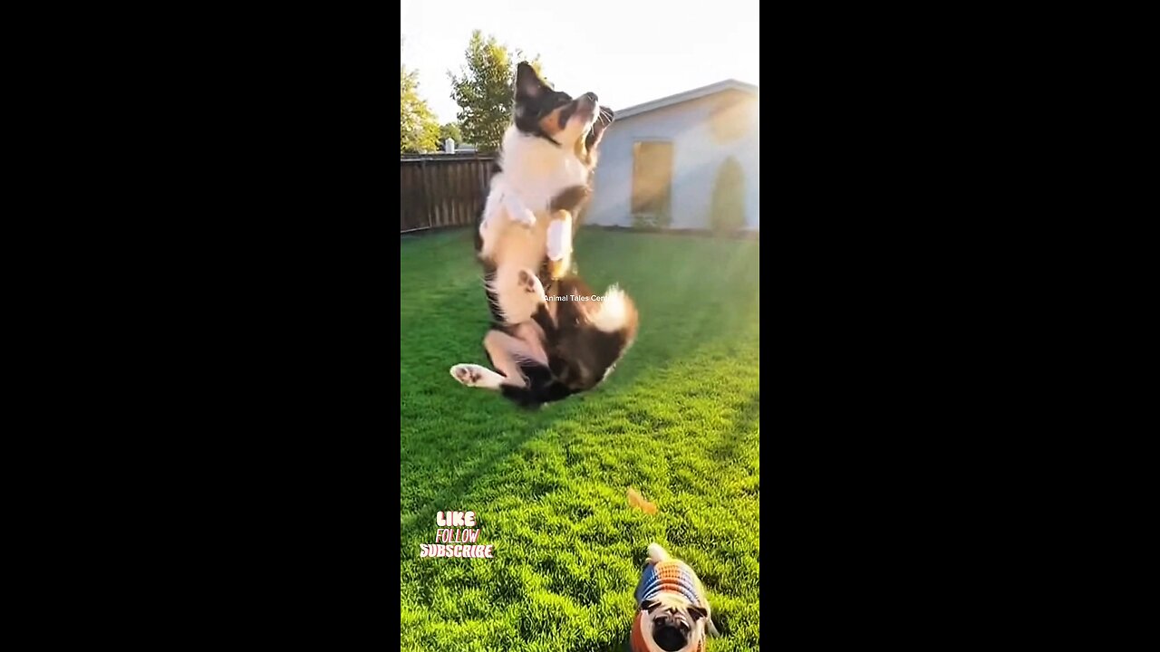 Border Collie vs. Pug: The Difference is REAL 🤣 #Shorts