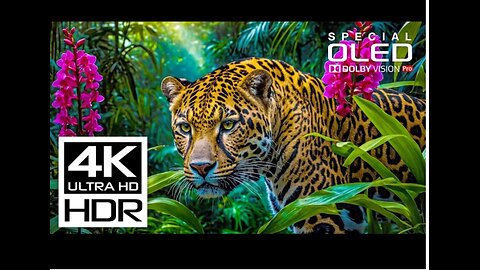 Beautiful 4K Videos | Dolby Vision 4K HDR 60 FPS Video