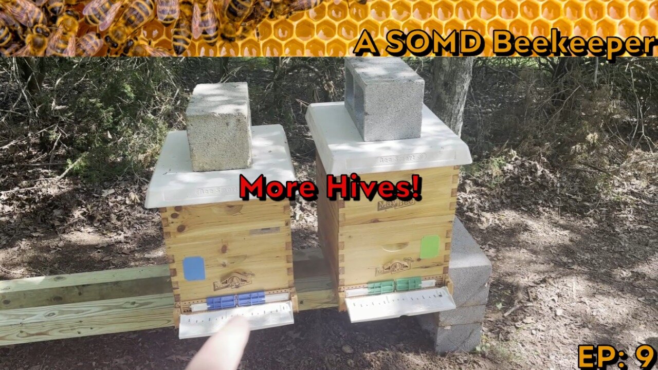 SOMD Beekeeping ep: 9 - Two more hives
