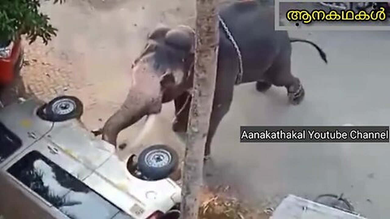 ഇടഞ്ഞ ആനയ്ക്കു പണി കിട്ടി, ആനയെ പുറത്തിറങ്ങാൻ പറ്റില്ല _ Elephant attack kerala 2025