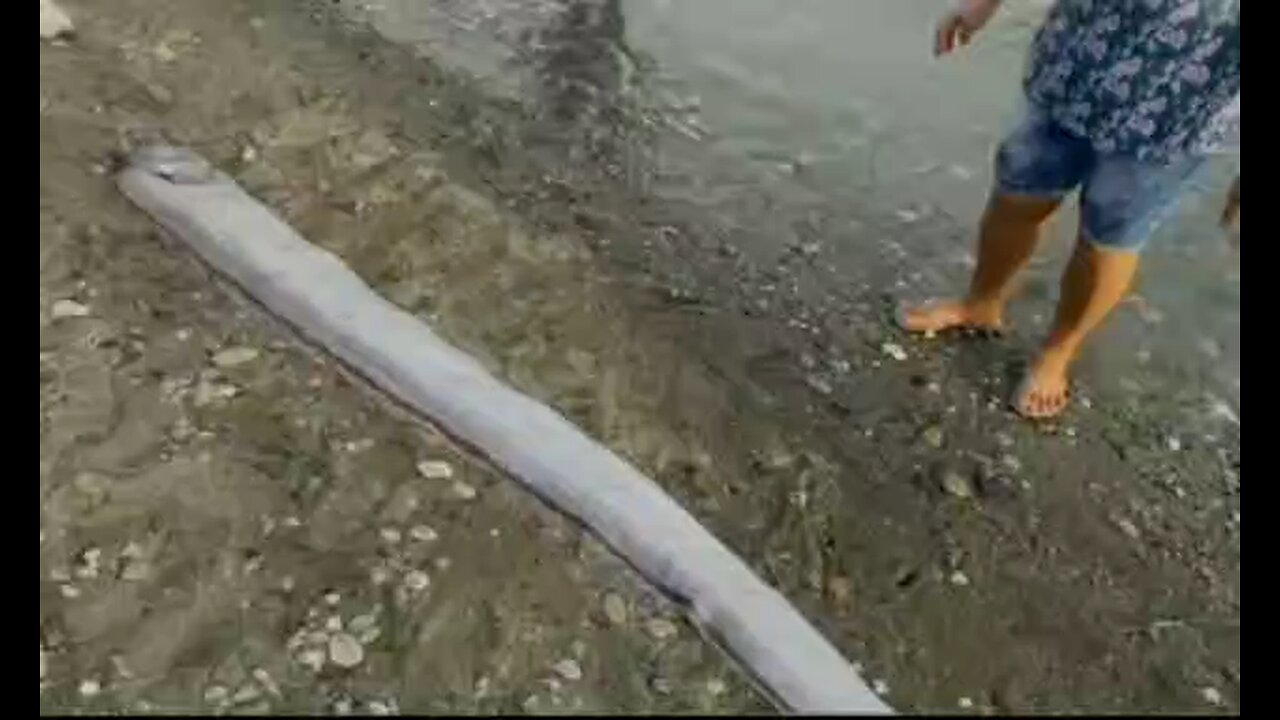 ❗️У берегов Филиппин нашли гигантскую мёртвую ремень-рыбу. —15 октября 2025— #климат #катаклизмы