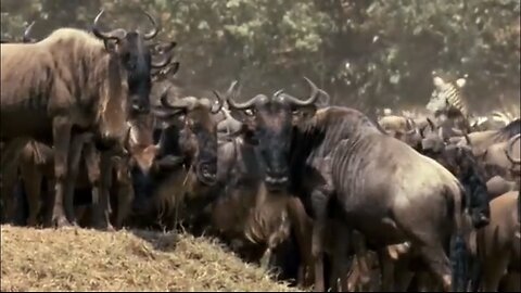 Great Migration | Wild Ones | Episode 11 | Free Documentary Nature