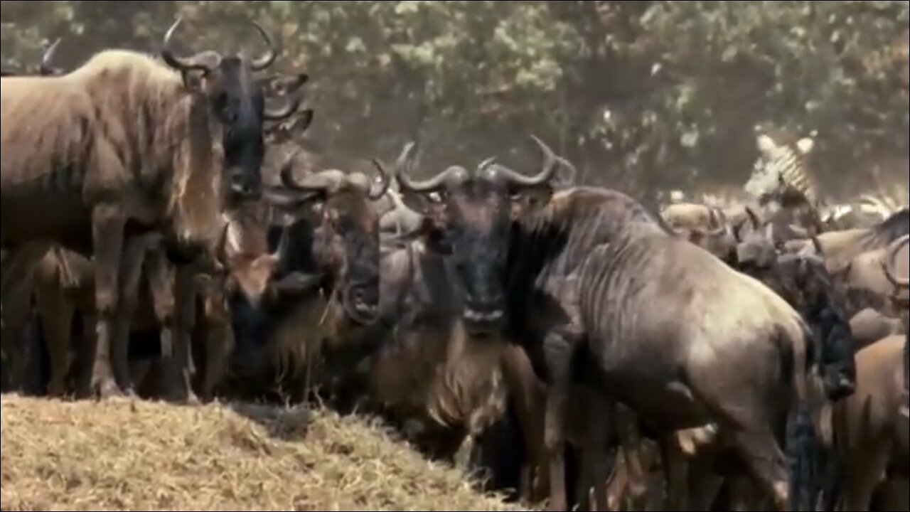 Great Migration | Wild Ones | Episode 11 | Free Documentary Nature