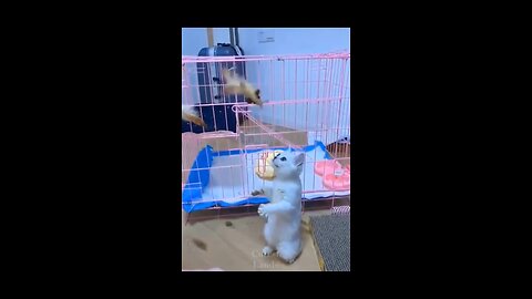 playful kitty