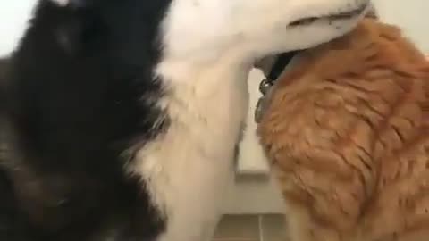 Fun Animals