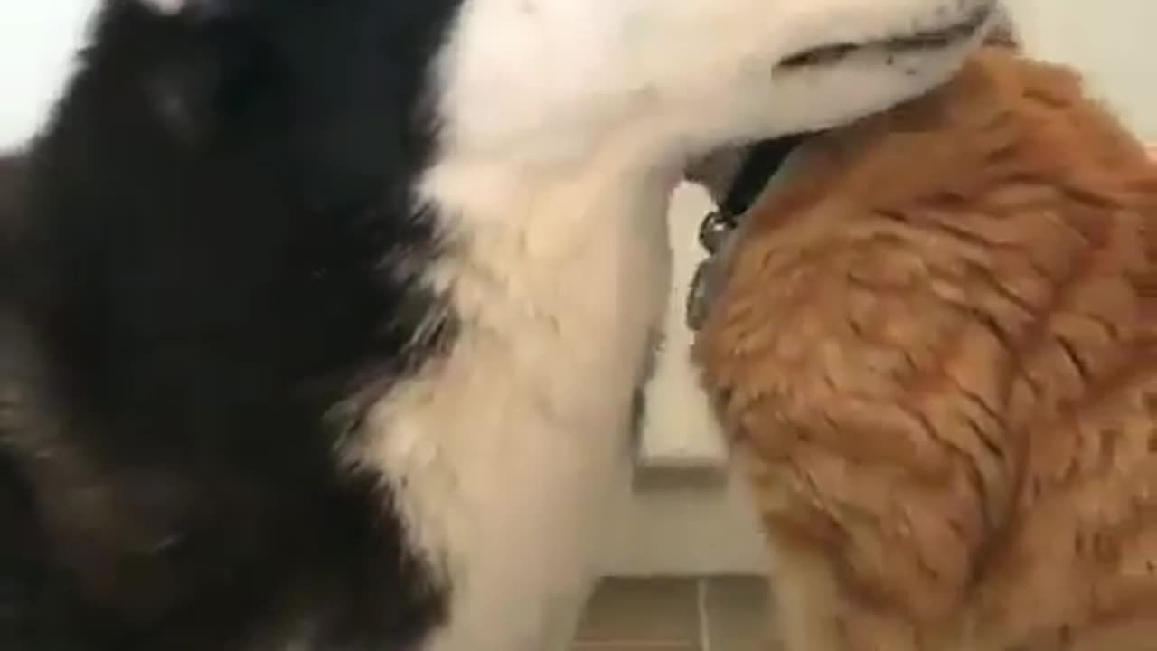 Fun Animals