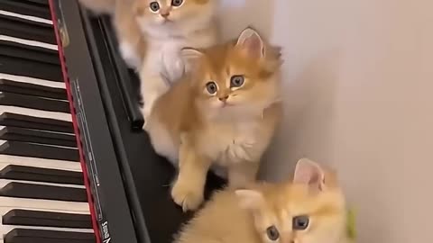 Cat funny moment ❤️💕#hellomochi #cat #kitten