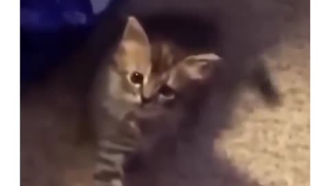 😹🐈 Feline Frenzy: You Won't Believe This Cat's Antics! | FunFM