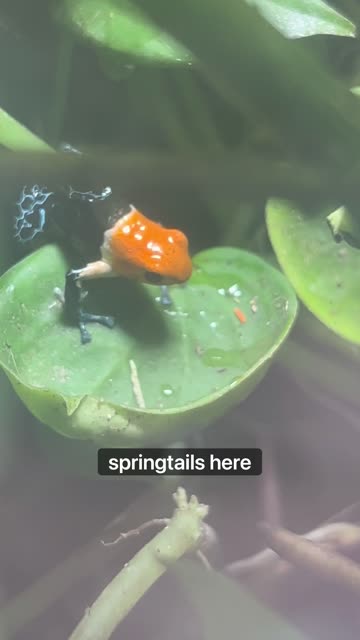 Flightless Fruit Fly Operation