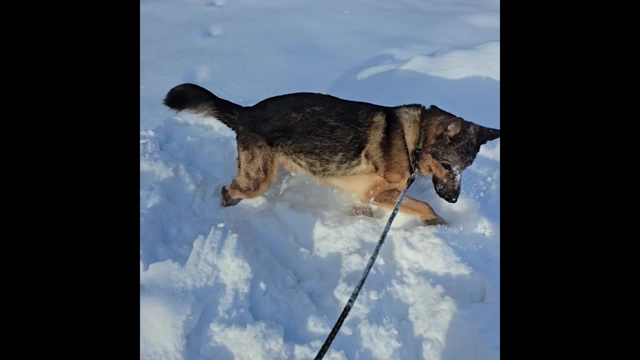 Virgil german shepherd.