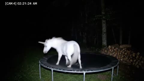 CCTV Camera: Captures Unicorn and Other Animals Jumping on Trampoline