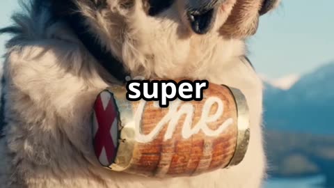 10 Surprising Facts About Saint Bernards