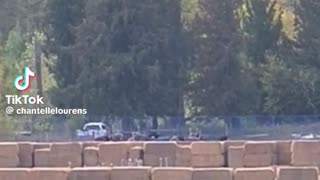 The saddest sight seeing all of the ostriches heads poking out of the bales they're were gathered in